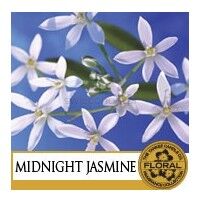 Midnight Jasmine