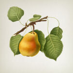 Pear & Rose - Vila Hermanos -  spray zapachowy 100ml - seria Apothecary Rose - 3