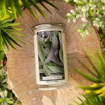 Eucalyptus Mint - Kringle Candle - duża świeca z dwoma knotami (624g) - 4