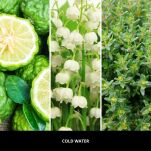 Millefiori Milano Cold Water 500 ml – uzupełniacz do lampy katalitycznej - 2